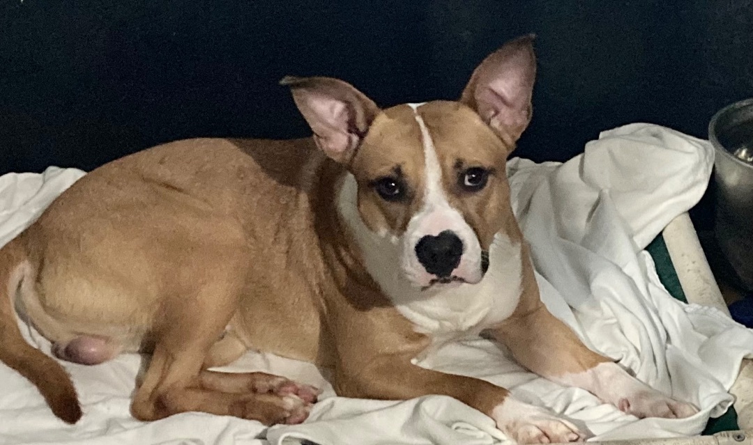 Ozzy Pawsborn, a Adoptable mixed breed in Sandusky, MI image 6/12