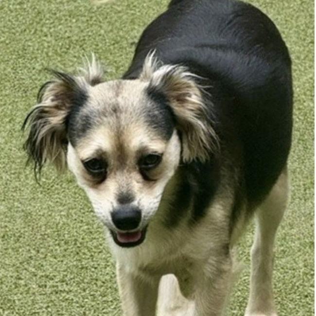 HARROW, a Adoptable mixed breed in lebanon, NH image 5/6
