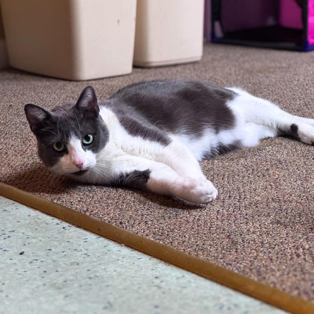 Cici, a Adoptable Domestic Short Hair in Charlottesville, VA image 1/6