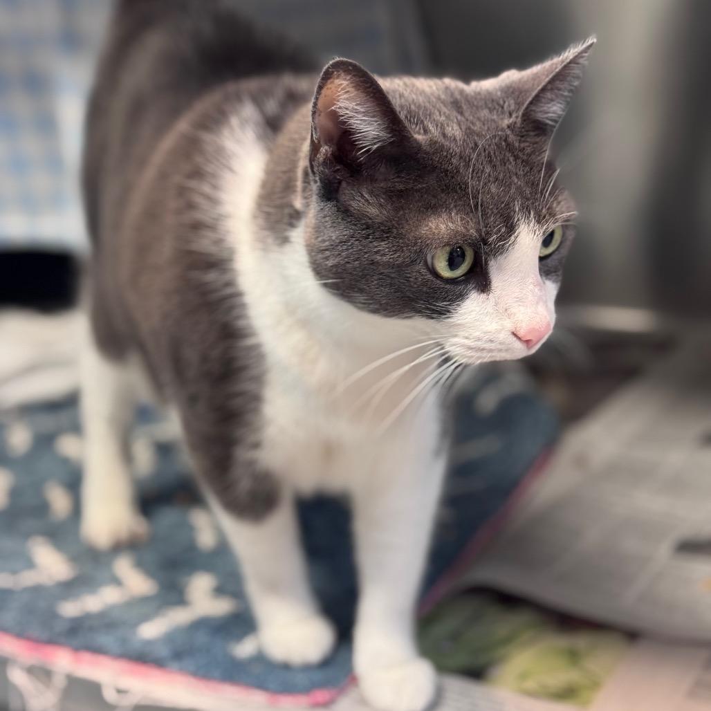 Cici, a Adoptable Domestic Short Hair in Charlottesville, VA image 2/6