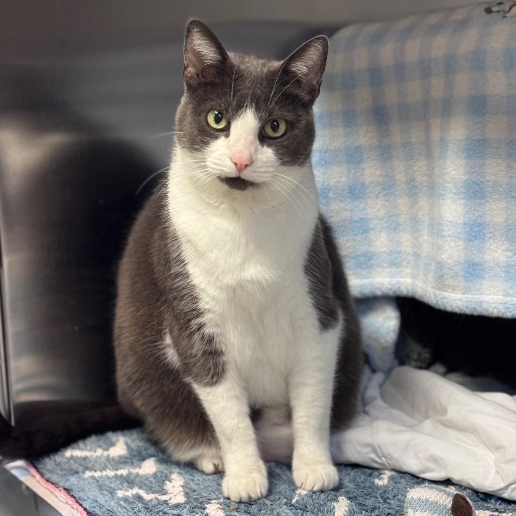 Cici, a Adoptable Domestic Short Hair in Charlottesville, VA image 3/6