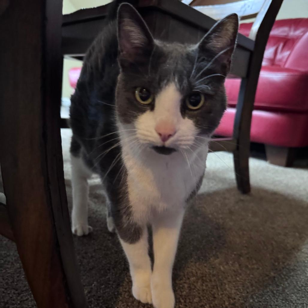 Cici, a Adoptable Domestic Short Hair in Charlottesville, VA image 4/6