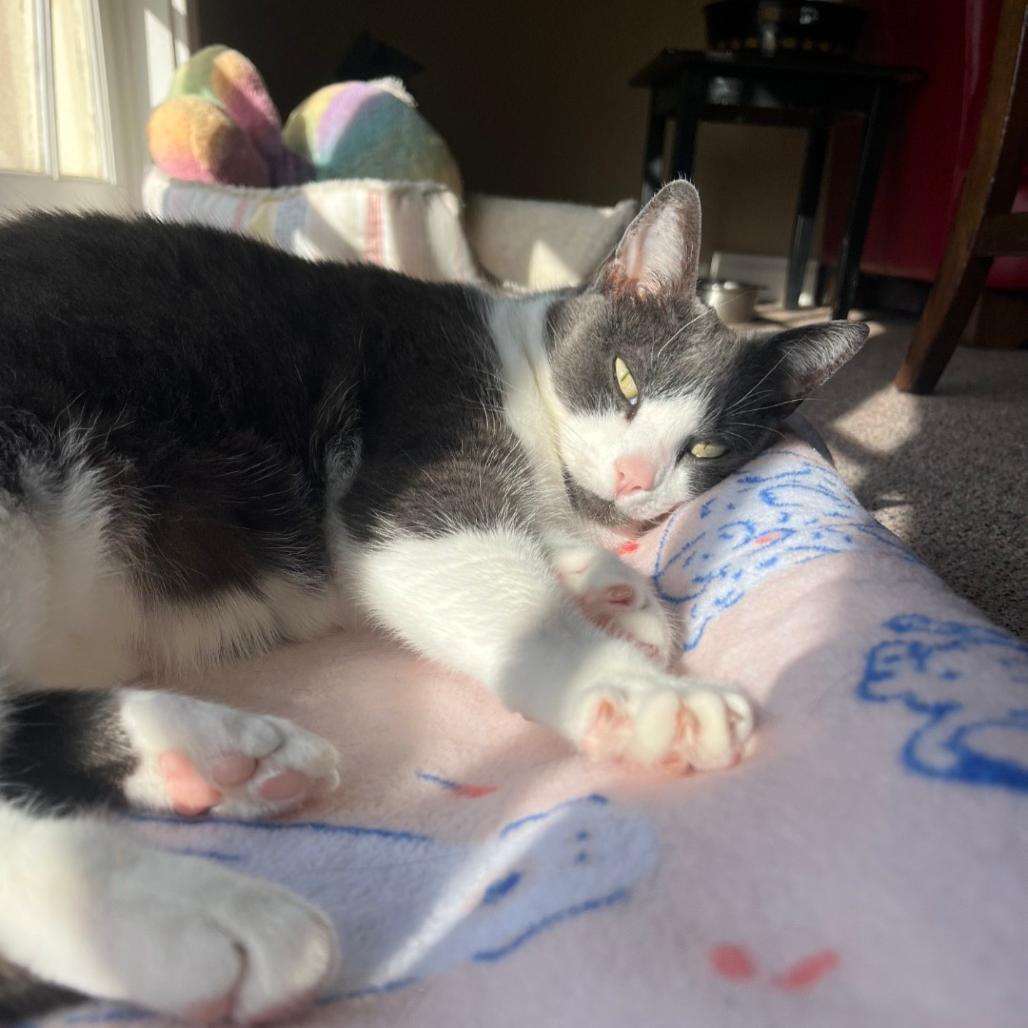 Cici, a Adoptable Domestic Short Hair in Charlottesville, VA image 5/6