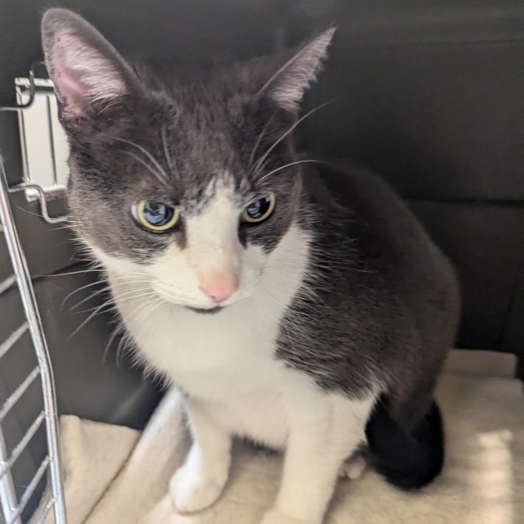Cici, a Adoptable Domestic Short Hair in Charlottesville, VA image 6/6