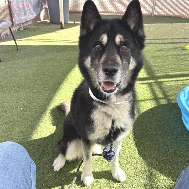 JAX, Adoptable, Adult Male Husky.