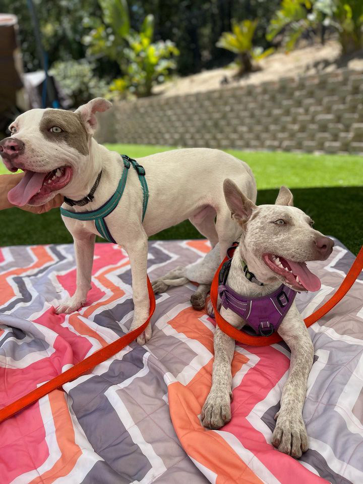 Enlarge Spud & Speck, a Adoptable Pit Bull Terrier in Claremont, CA image 1/3