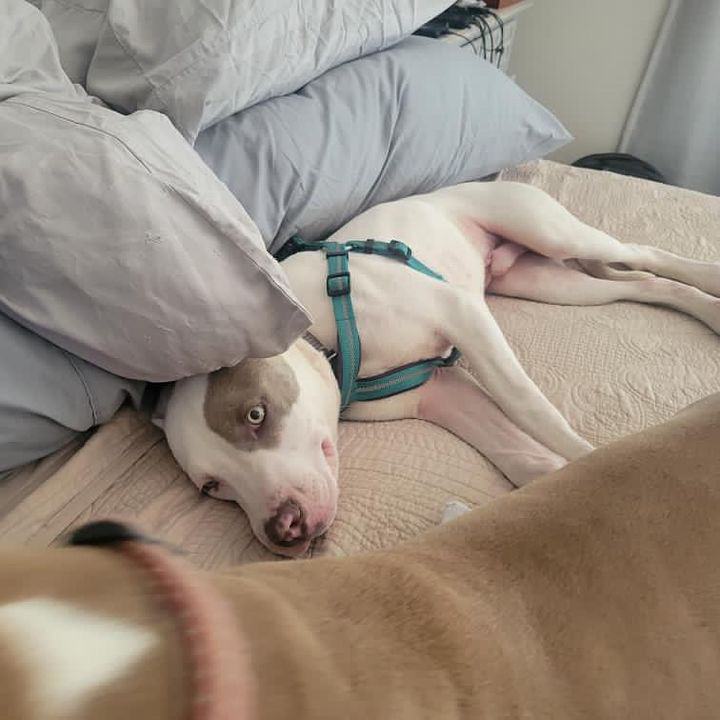 Enlarge Spud & Speck, a Adoptable Pit Bull Terrier in Claremont, CA image 2/3