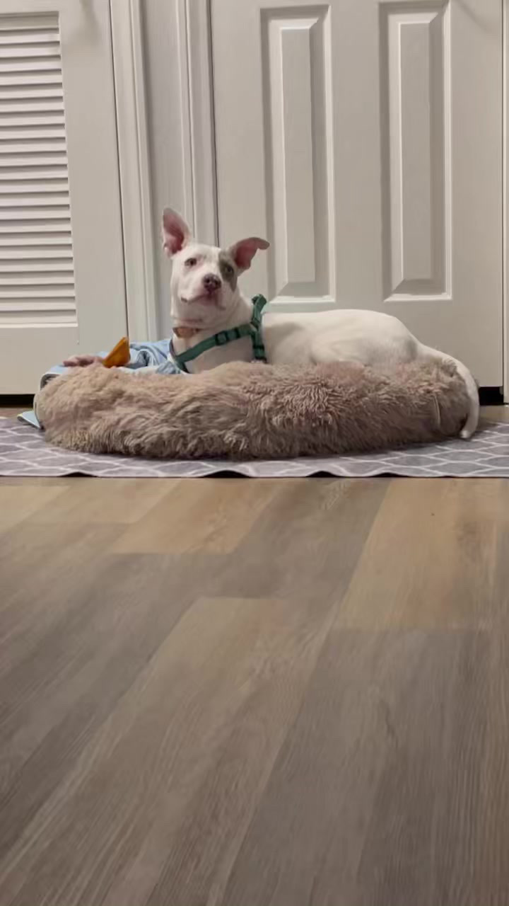 Enlarge Spud & Speck, a Adoptable Pit Bull Terrier in Claremont, CA image 3/3