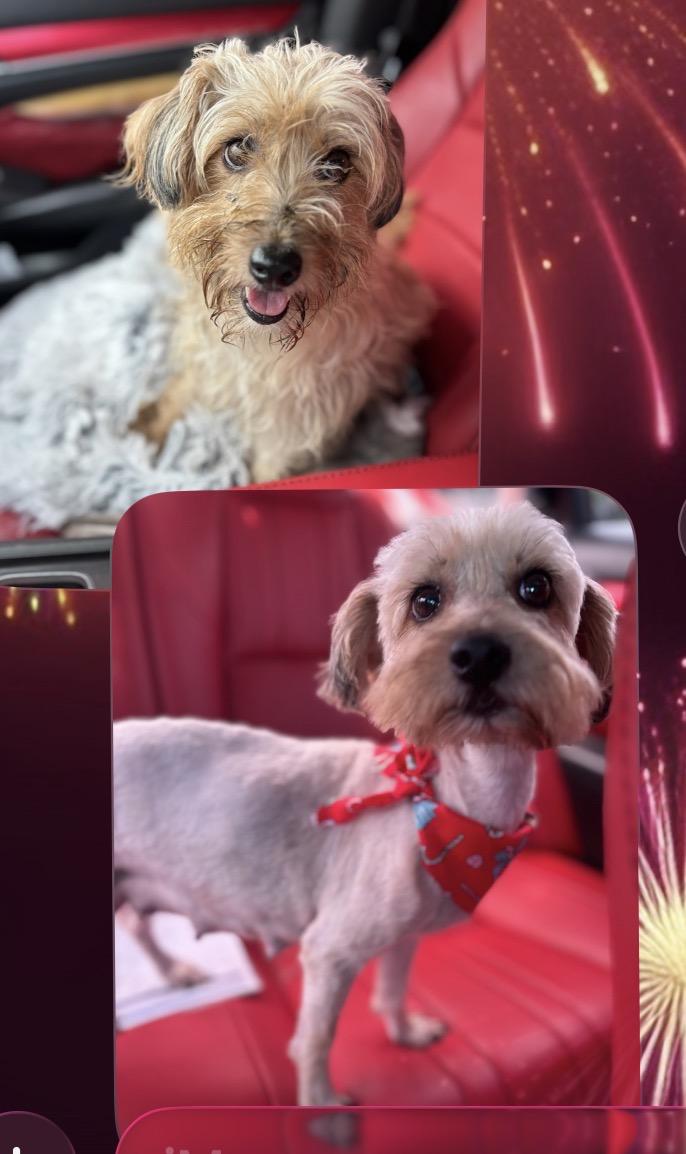 Dulce, ADOPTABLE, Adult Female Terrier.