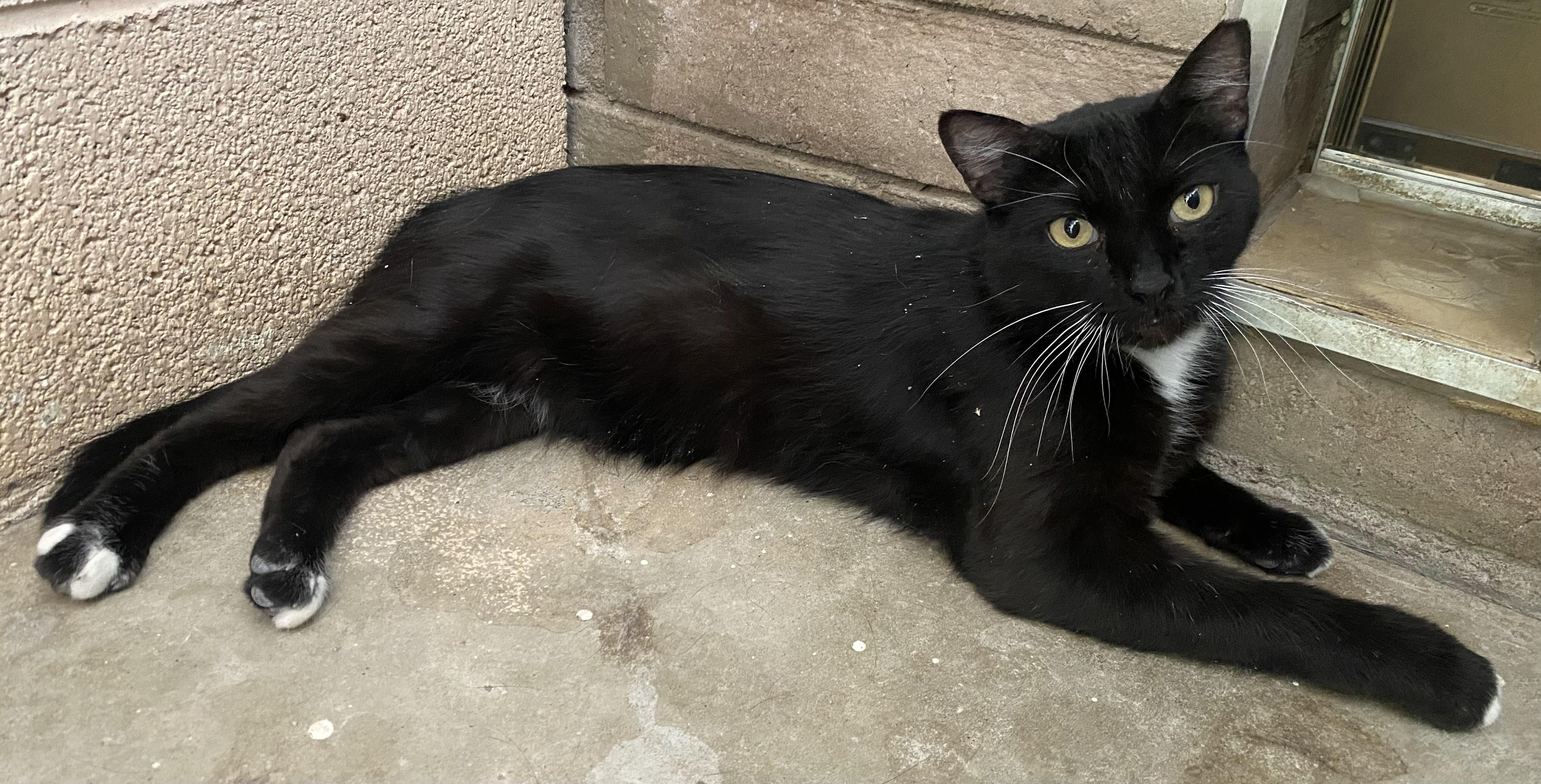 Enlarge Billie, a Adopted Domestic Short Hair in Phoenix, AZ image 2/3