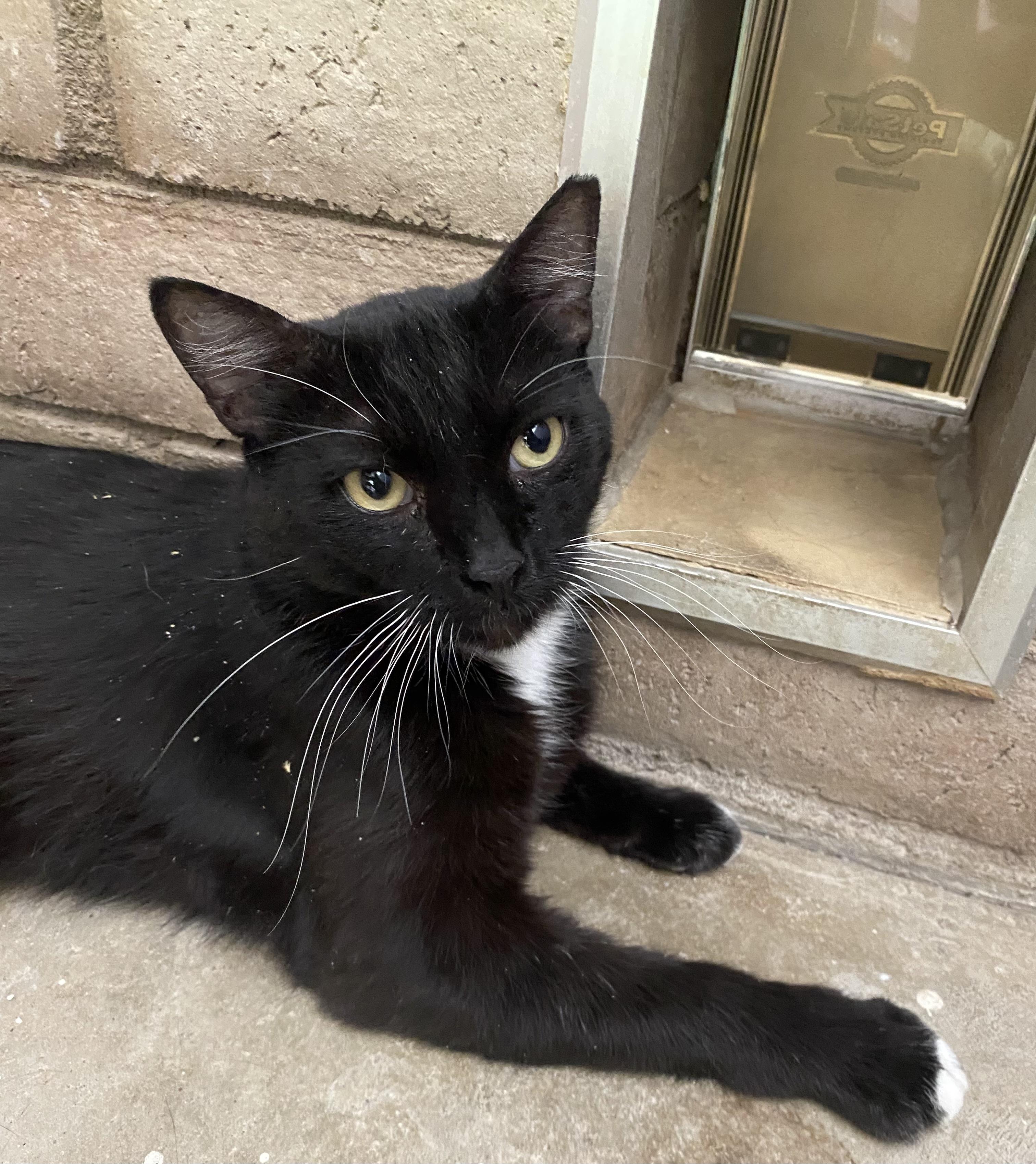 Enlarge Billie, a Adopted Domestic Short Hair in Phoenix, AZ image 1/3