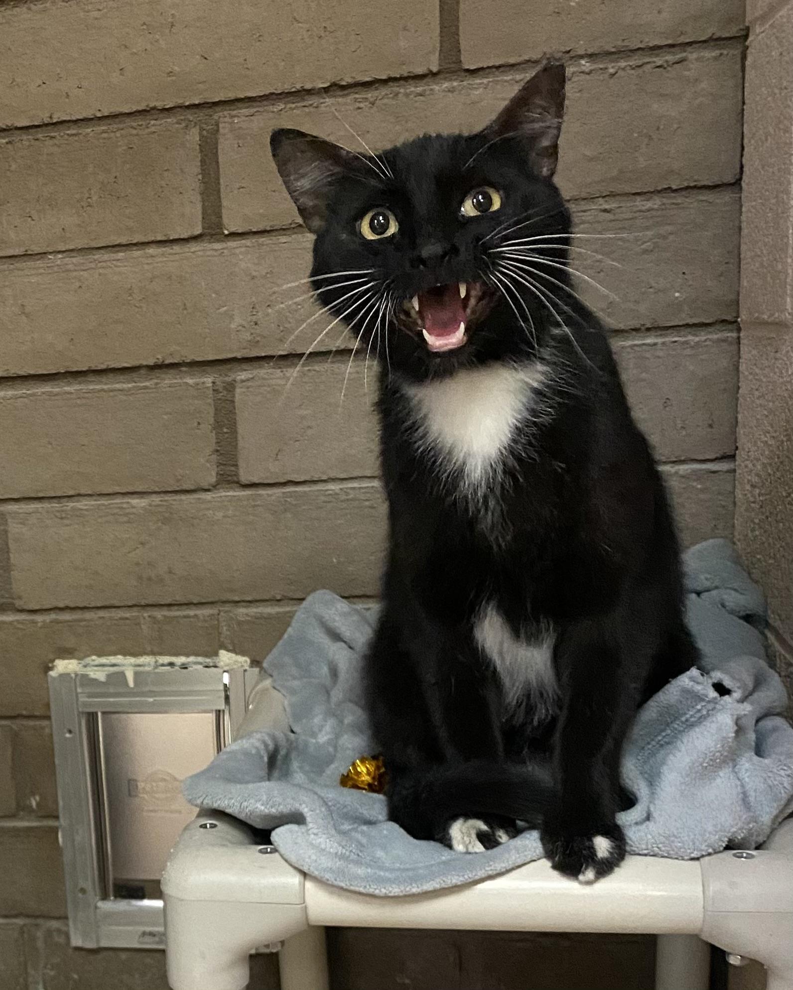 Enlarge Billie, a Adopted Domestic Short Hair in Phoenix, AZ image 3/3