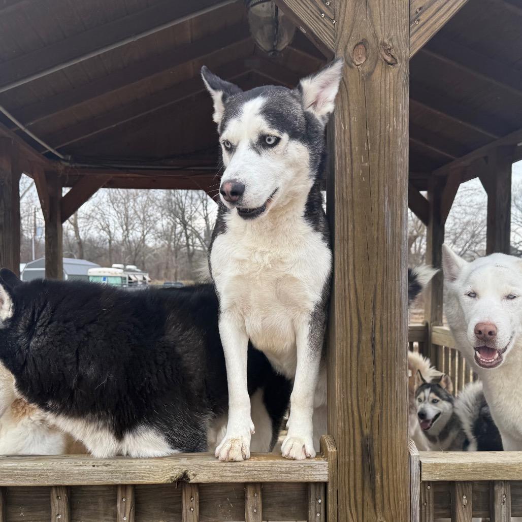 Enlarge Azul, a Adoptable Husky in Eufaula, OK image 1/6