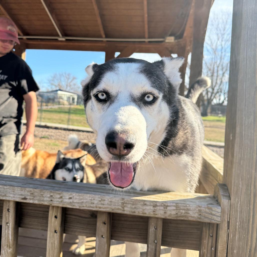 Azul, Adoptable, Senior Male Husky.