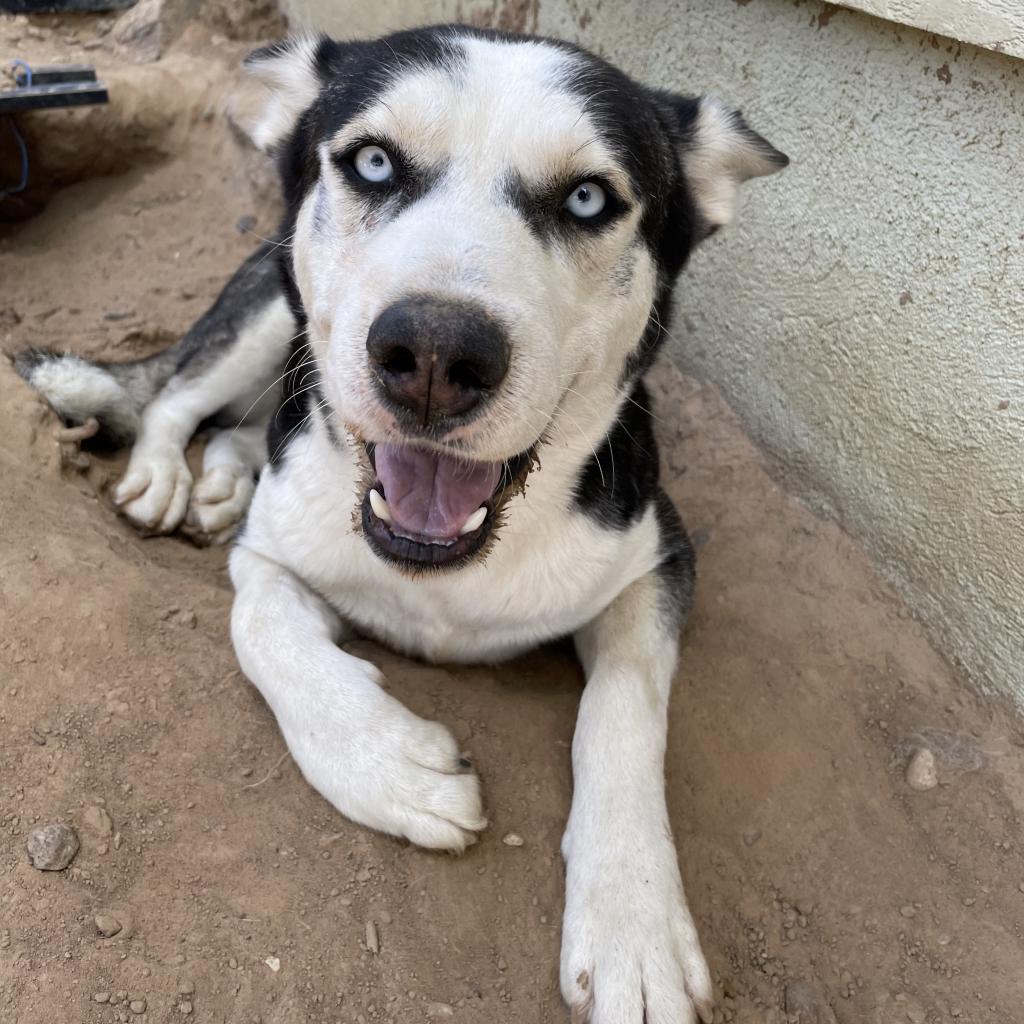 Enlarge Azul, a Adoptable Husky in Eufaula, OK image 3/6
