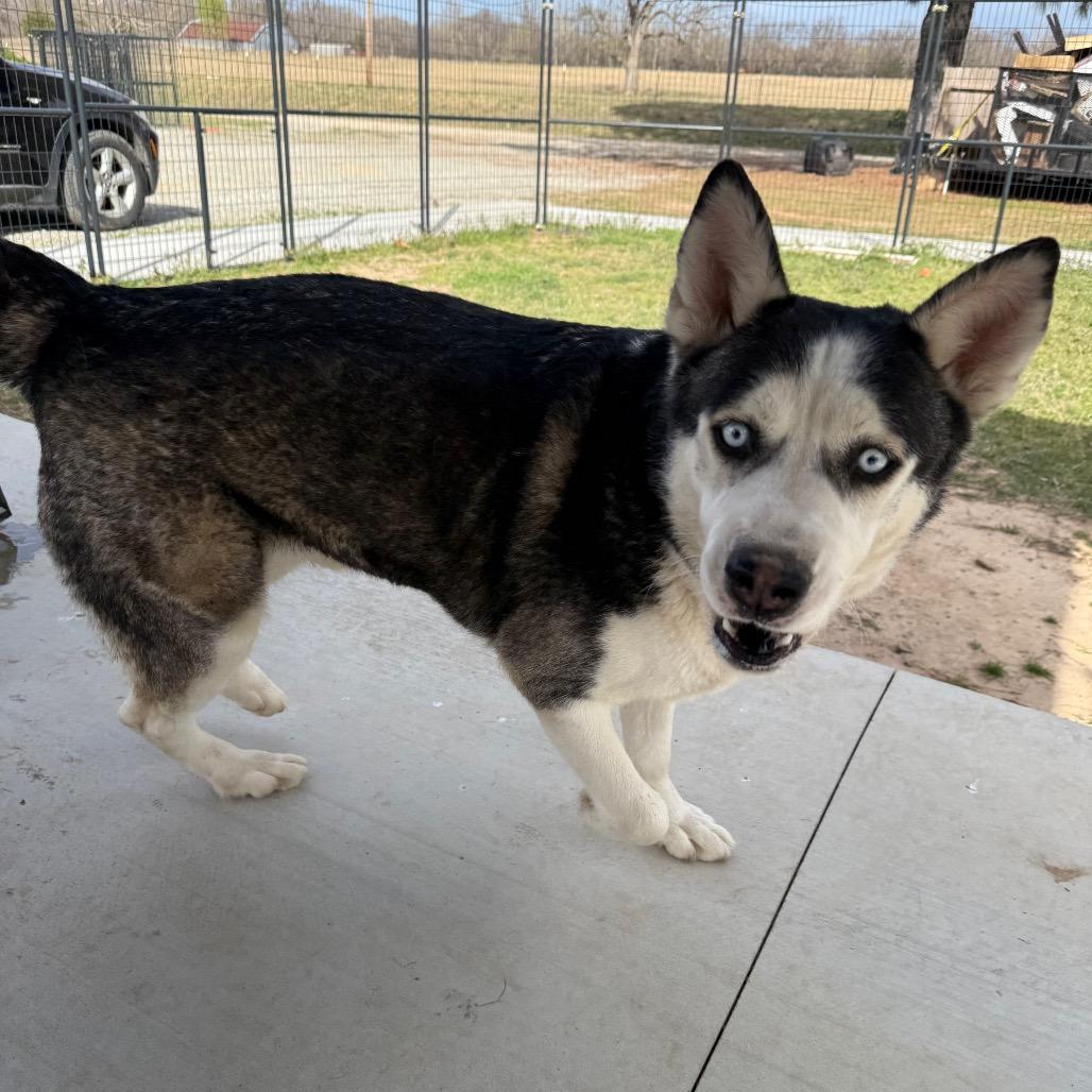 Enlarge Azul, a Adoptable Husky in Eufaula, OK image 5/6