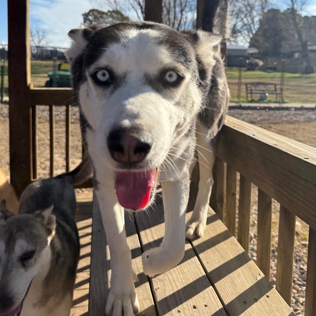 Enlarge Azul, a Adoptable Husky in Eufaula, OK image 6/6