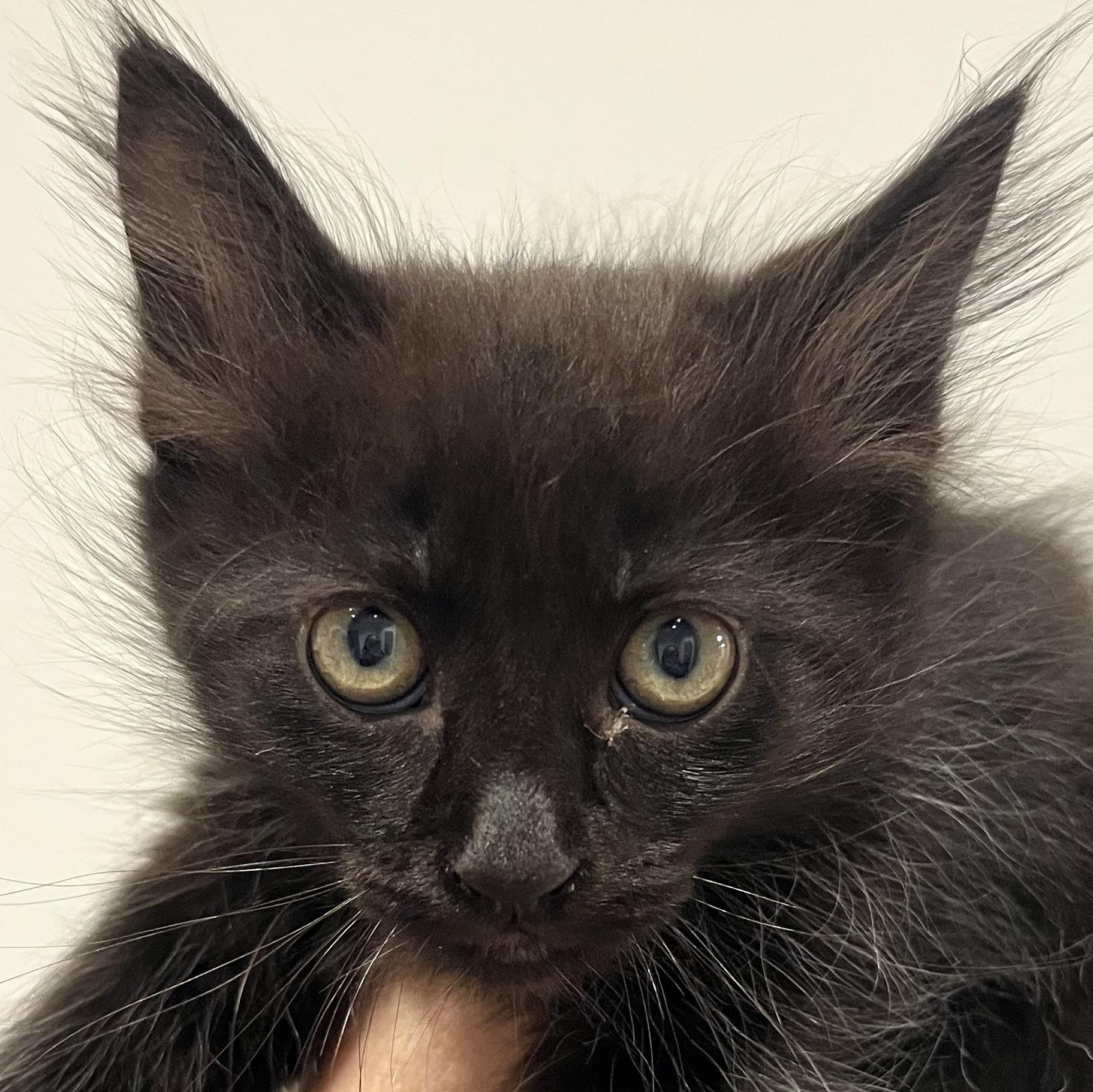 Woodstock, an adopted Domestic Long Hair in Santa Ana, CA image 1/4