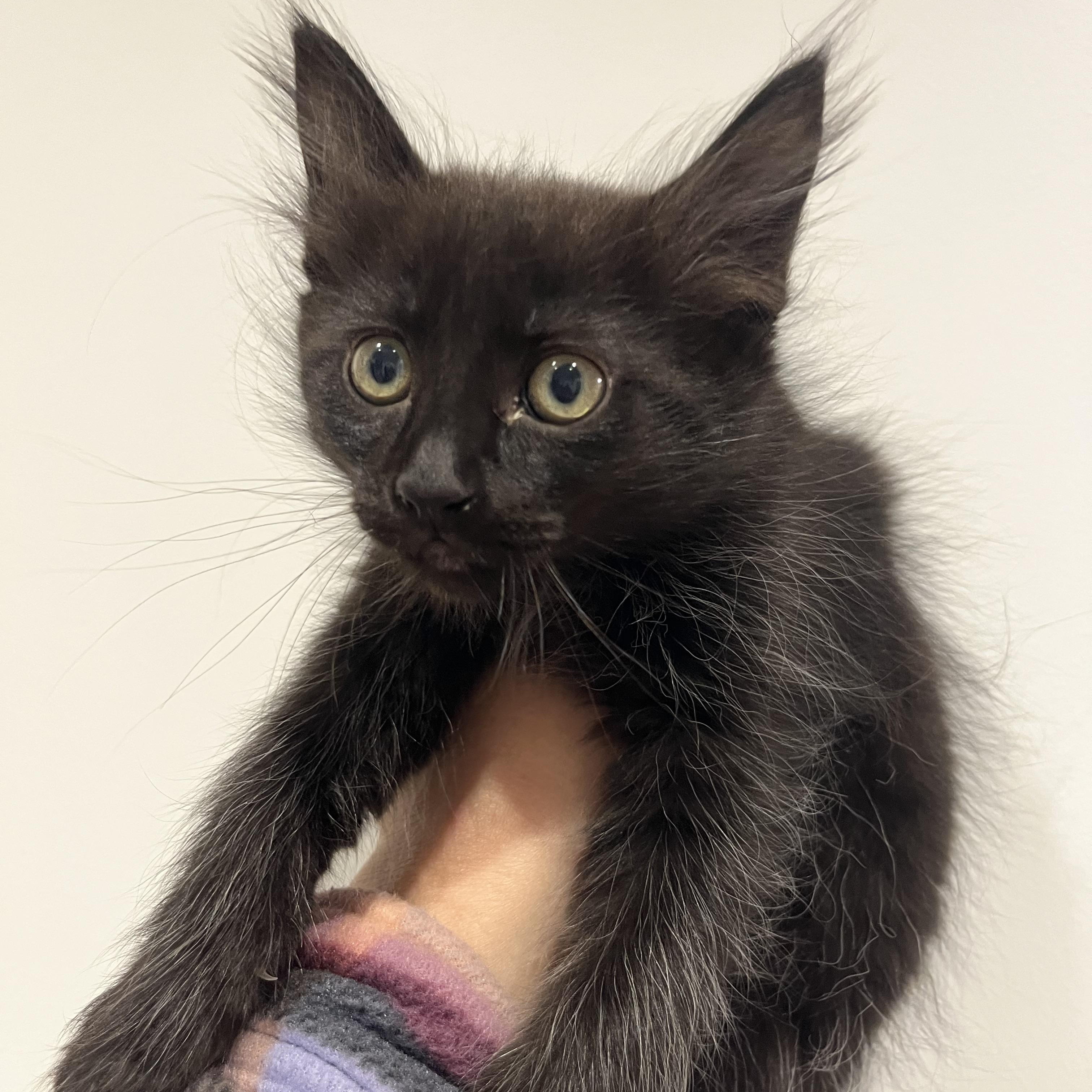 Woodstock, an adopted Domestic Long Hair in Santa Ana, CA image 4/4