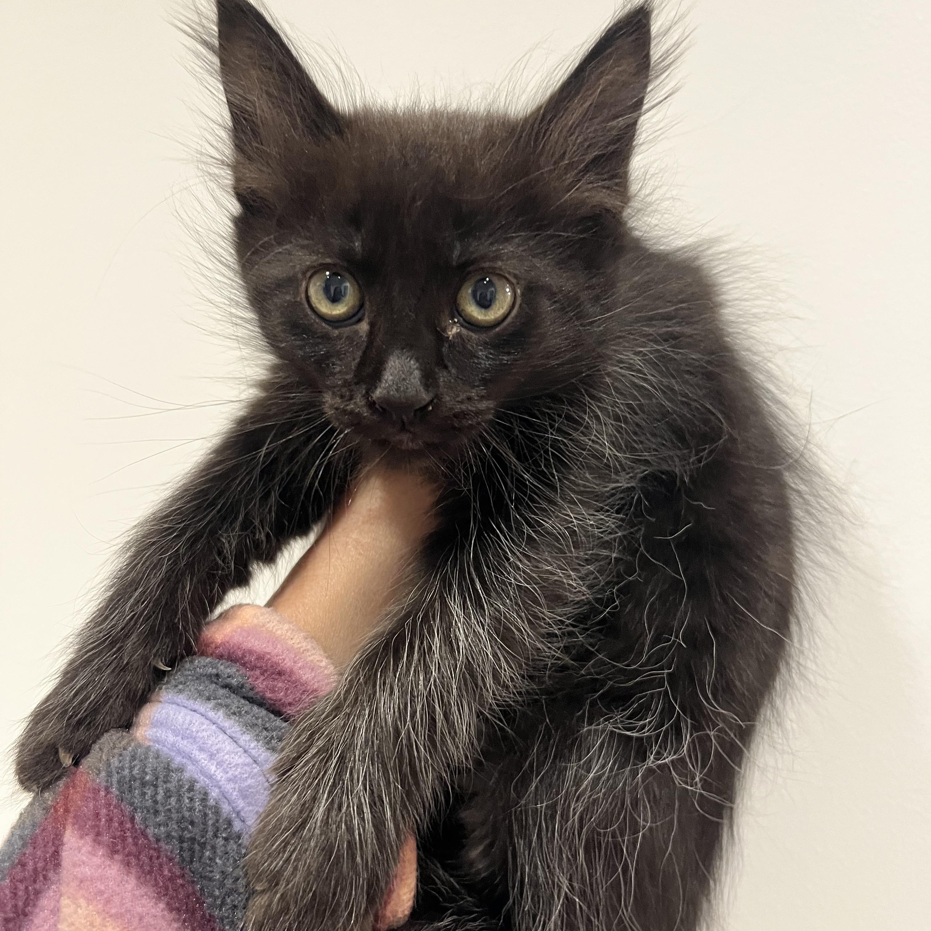 Woodstock, an adopted Domestic Long Hair in Santa Ana, CA image 2/4