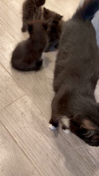 Enlarge Woodstock, an adopted Domestic Long Hair in Santa Ana, CA video 3/4
