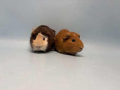 Eddie, Adoptable, Adult Male Guinea Pig.
