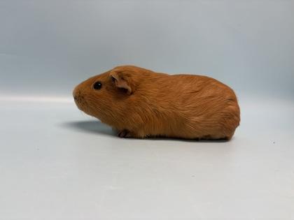Enlarge Eddie, a Adoptable Guinea Pig in Golden Valley, MN image 2/2