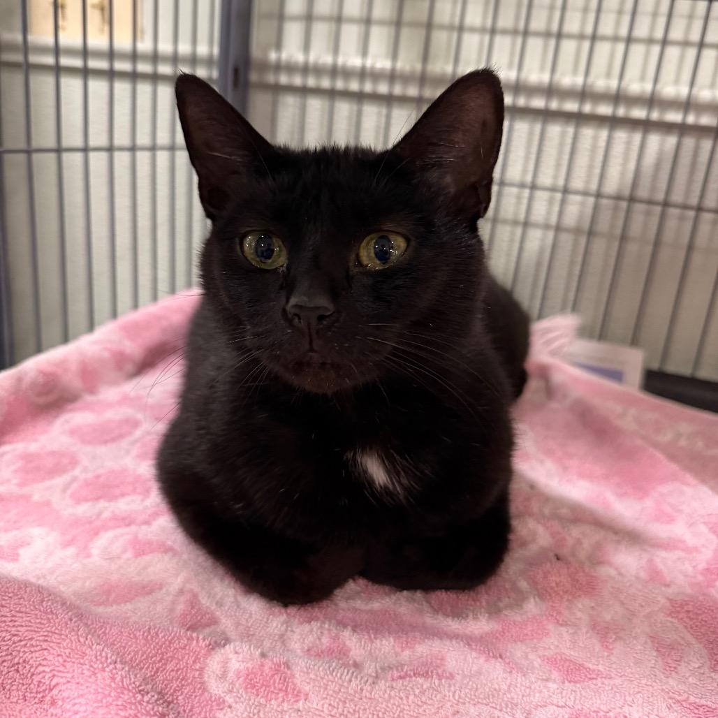 Enlarge Sabrina, a Adoptable Domestic Short Hair in Waldorf, MD image 1/4