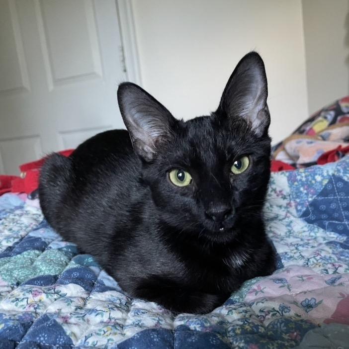 Enlarge Sabrina, a Adoptable Domestic Short Hair in Waldorf, MD image 2/4