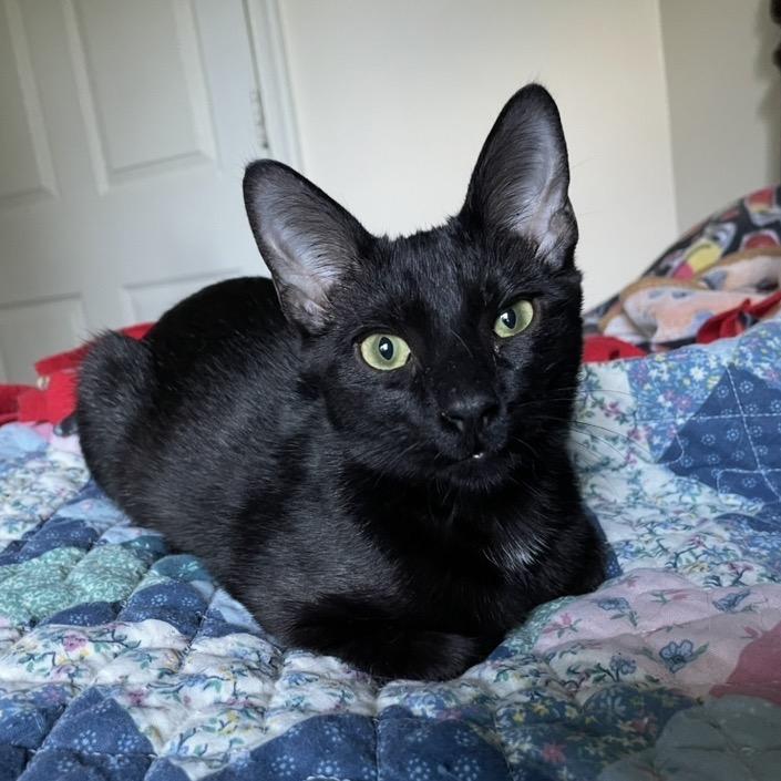 Enlarge Sabrina, a Adoptable Domestic Short Hair in Waldorf, MD image 3/4