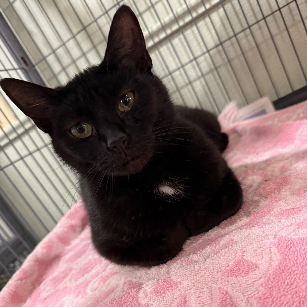 Enlarge Sabrina, a Adoptable Domestic Short Hair in Waldorf, MD image 4/4