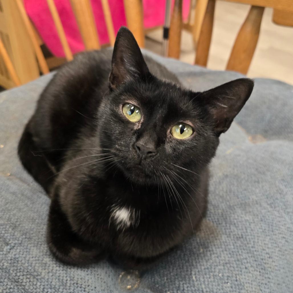 Enlarge Sabrina, a Adoptable Domestic Short Hair in Waldorf, MD image 6/6