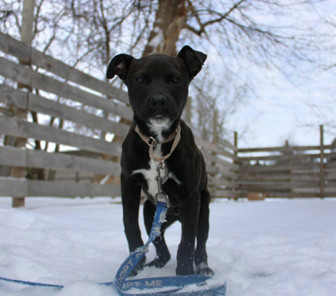 Enlarge Spock, a Adoptable Pit Bull Terrier in New London, WI image 1/3