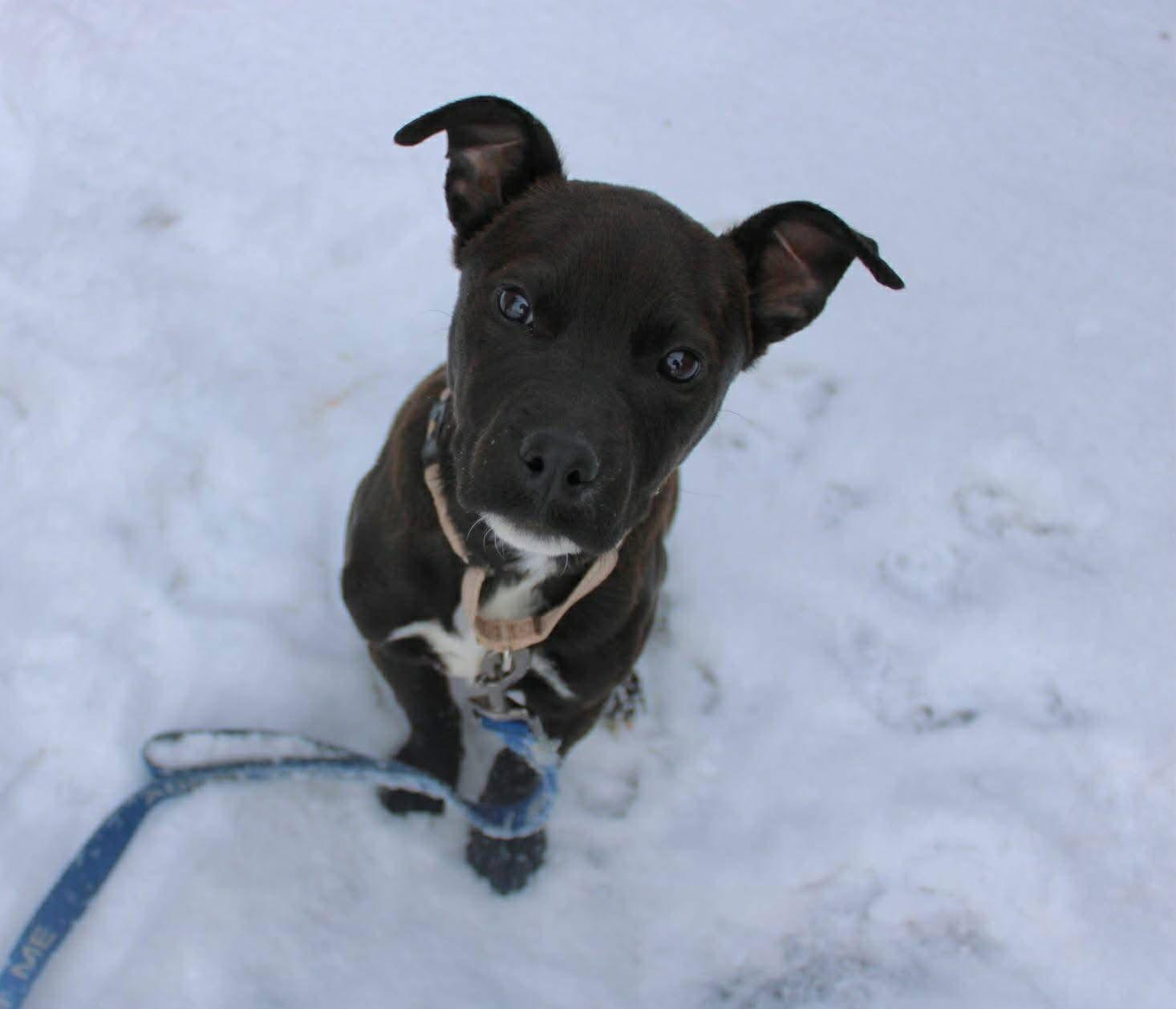 Enlarge Spock, a Adoptable Pit Bull Terrier in New London, WI image 2/3