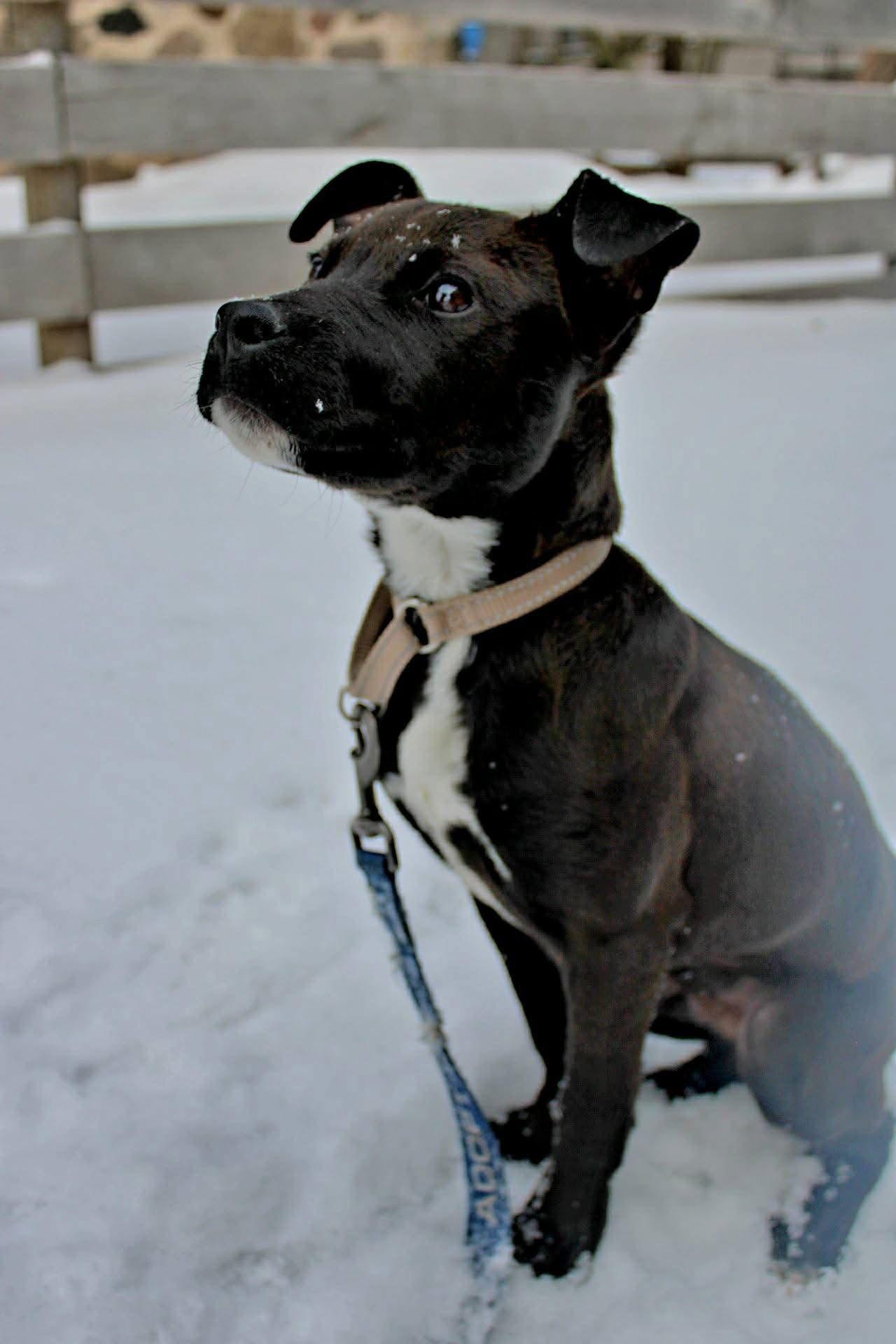 Enlarge Spock, a Adoptable Pit Bull Terrier in New London, WI image 3/3