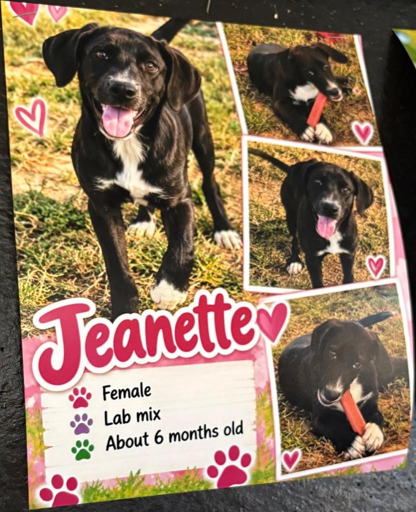 Jeanette, Adoptable, Puppy Female Black Mouth Cur & Labrador Retriever.