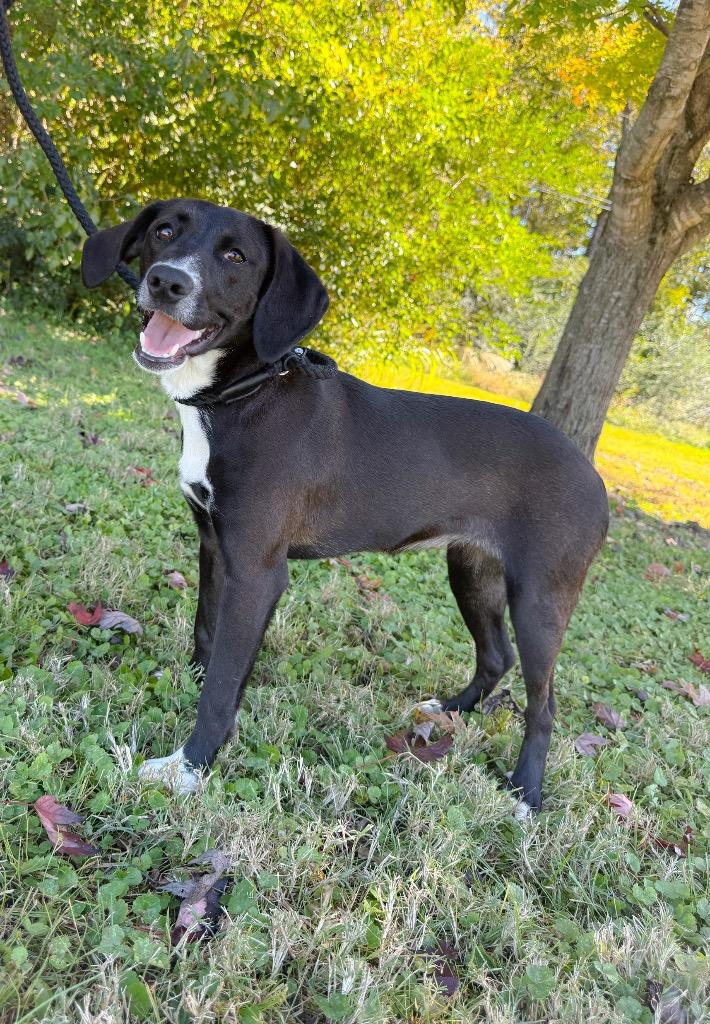 Enlarge Jeanette, a Adoptable mixed breed in Murray, KY image 2/2