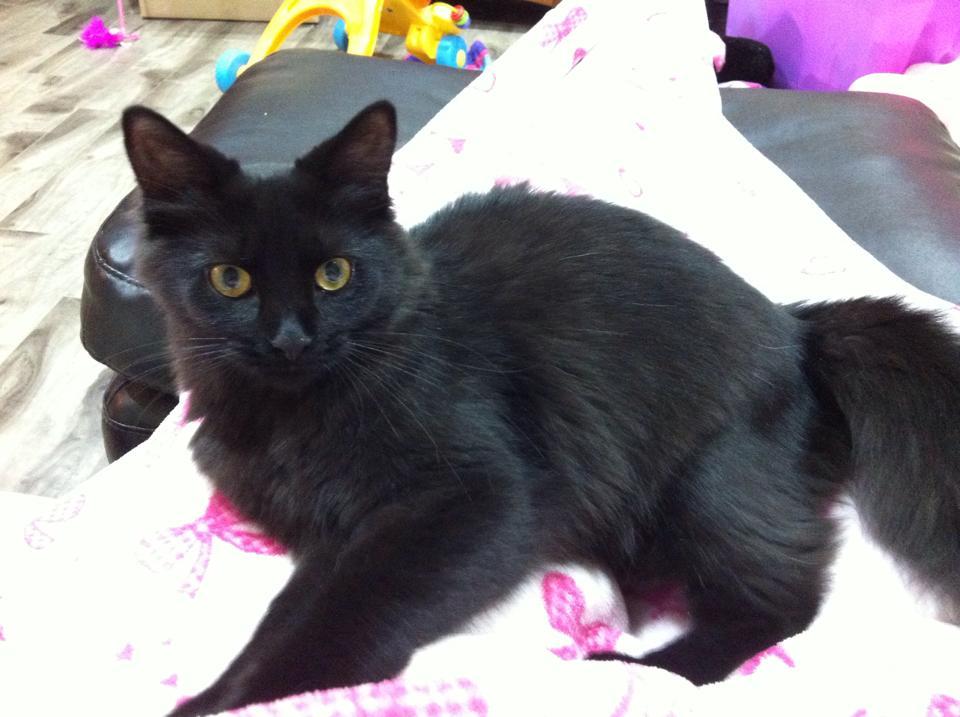 Frankie, Adopted, Adult Male Domestic Long Hair & Maine Coon.