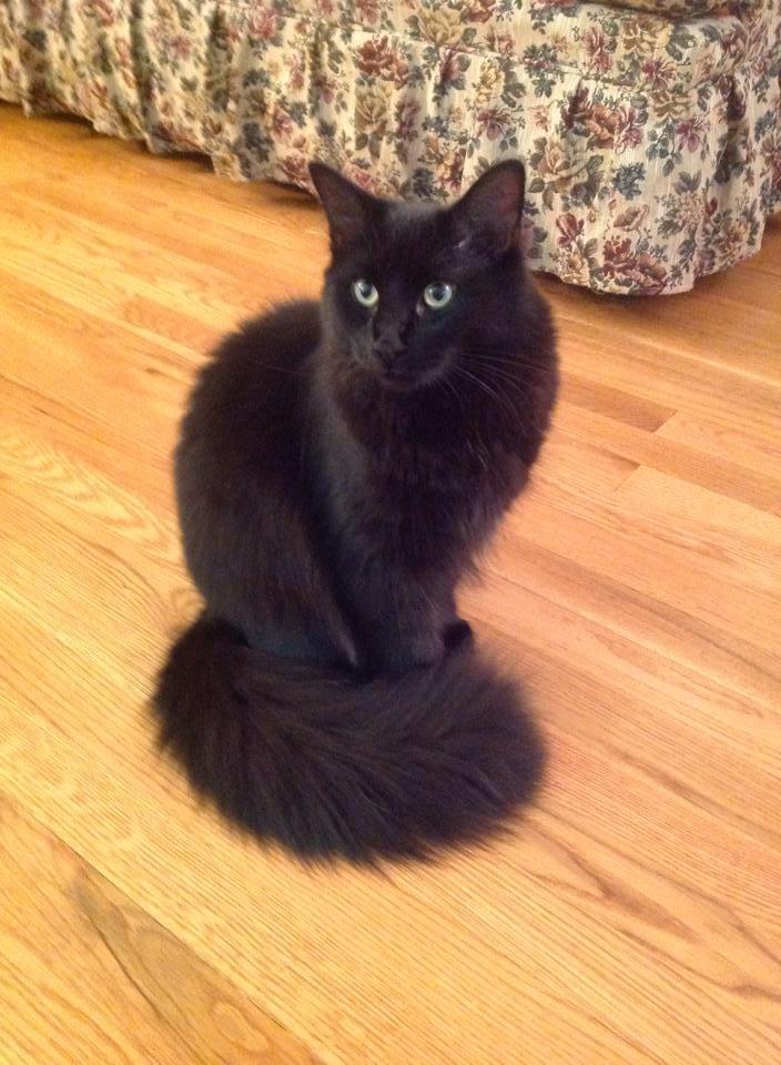 Frankie, a Adopted mixed breed in Cincinnati, OH image 2/3