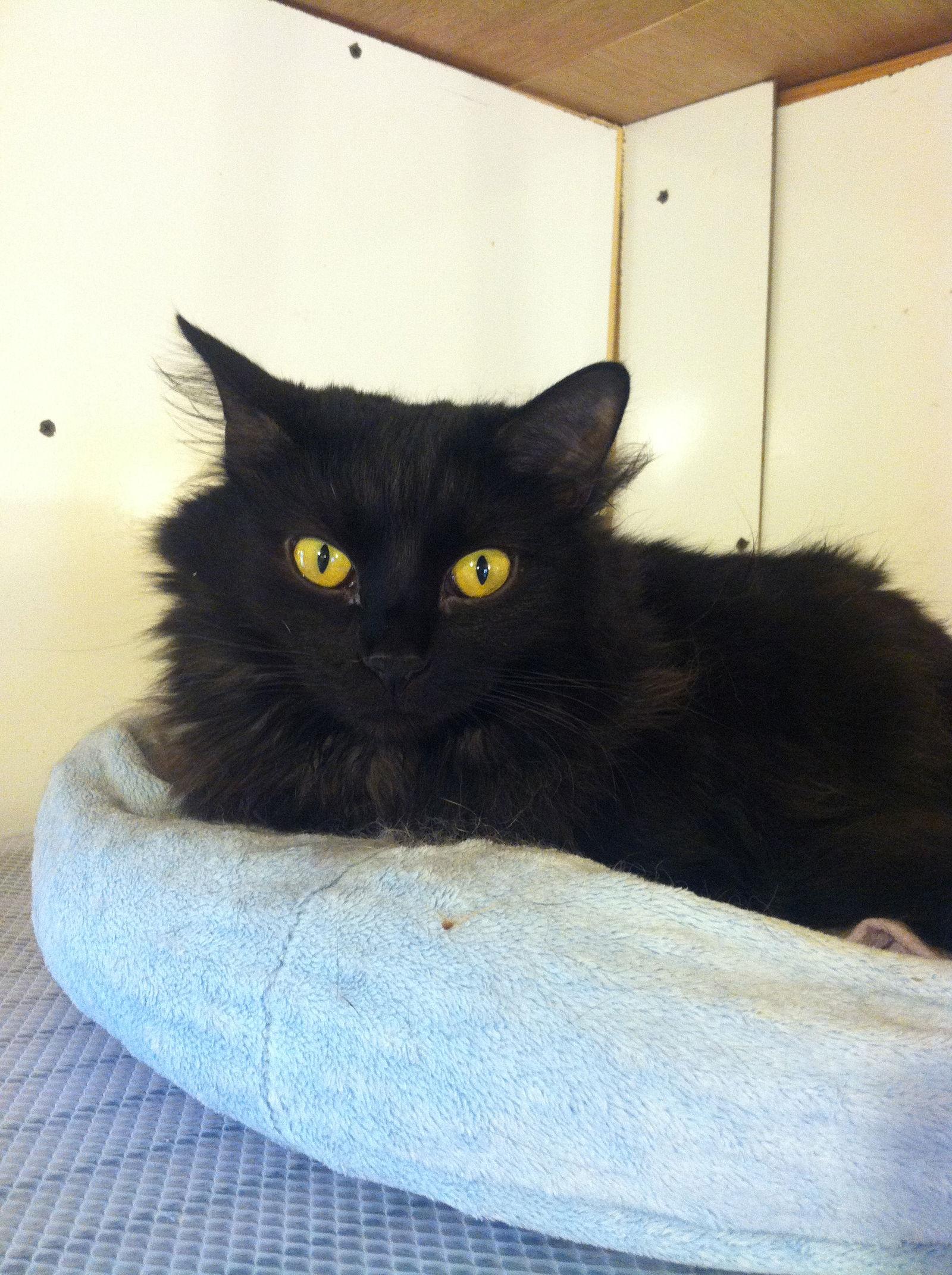 Frankie, a Adopted mixed breed in Cincinnati, OH image 3/3