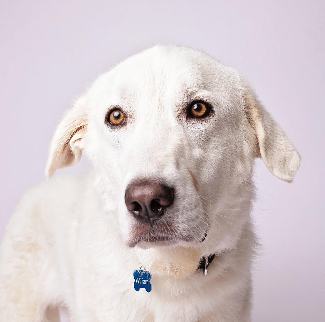 William — thumbnail 4