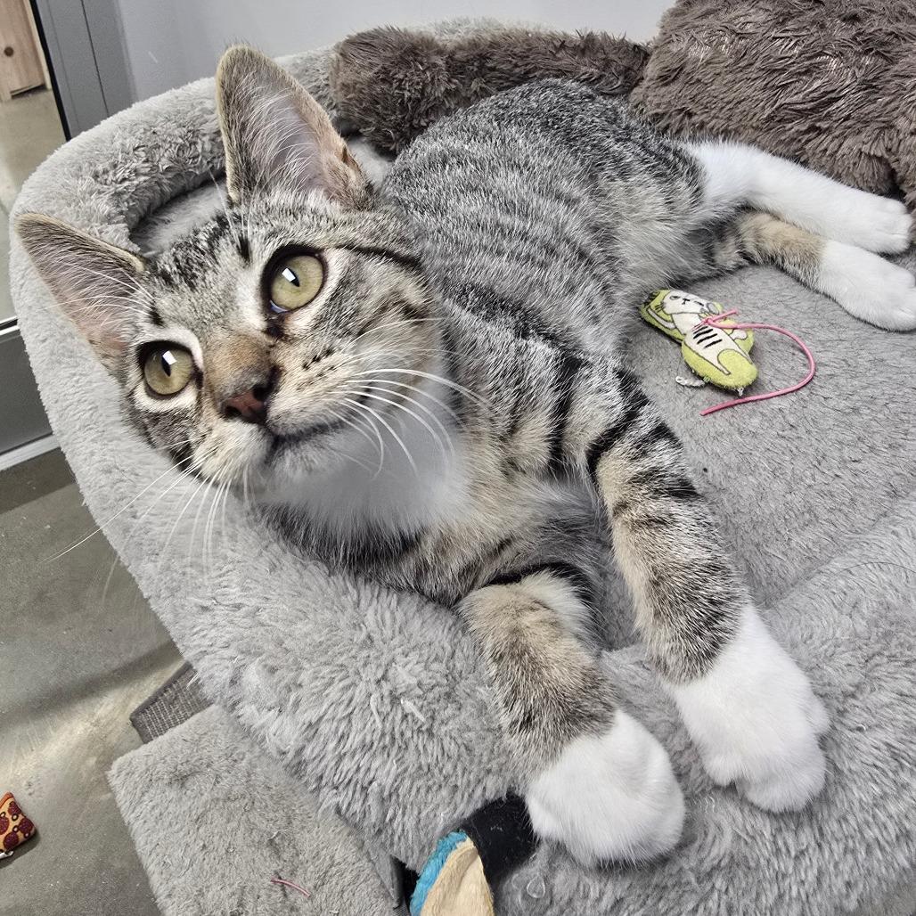Enlarge Sokka, a Adoptable Domestic Short Hair in Huntsville, AL image 1/3