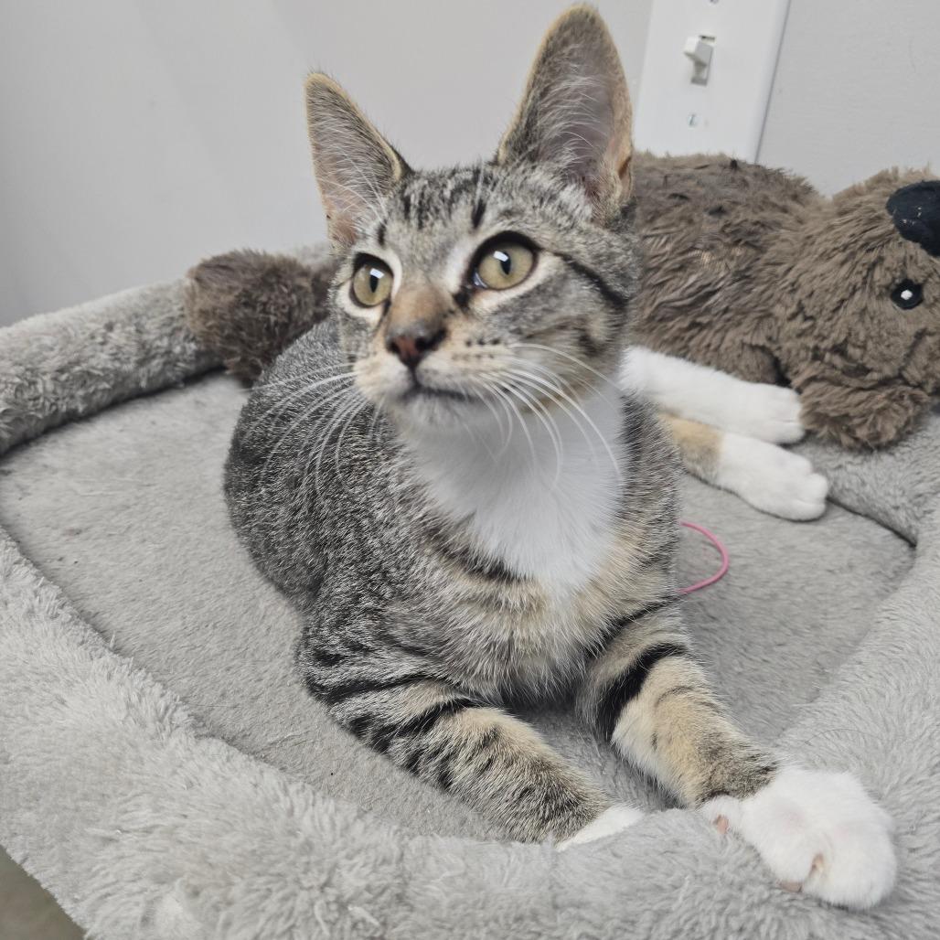 Enlarge Sokka, a Adoptable Domestic Short Hair in Huntsville, AL image 2/3
