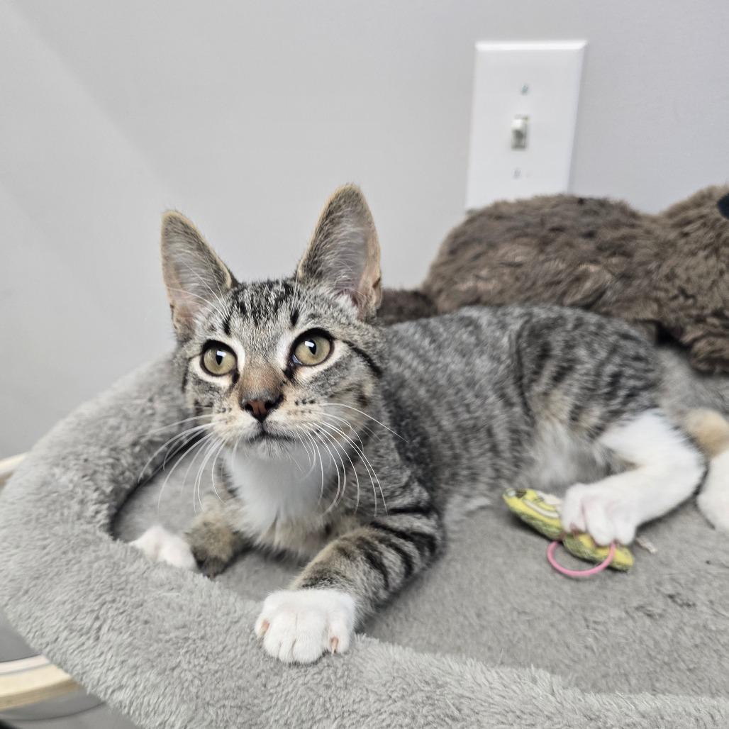 Enlarge Sokka, a Adoptable Domestic Short Hair in Huntsville, AL image 3/3