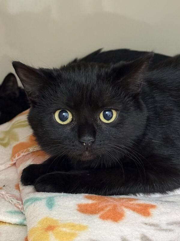 Barrel, a Adoptable Domestic Short Hair in Arlington, WA image 1/2