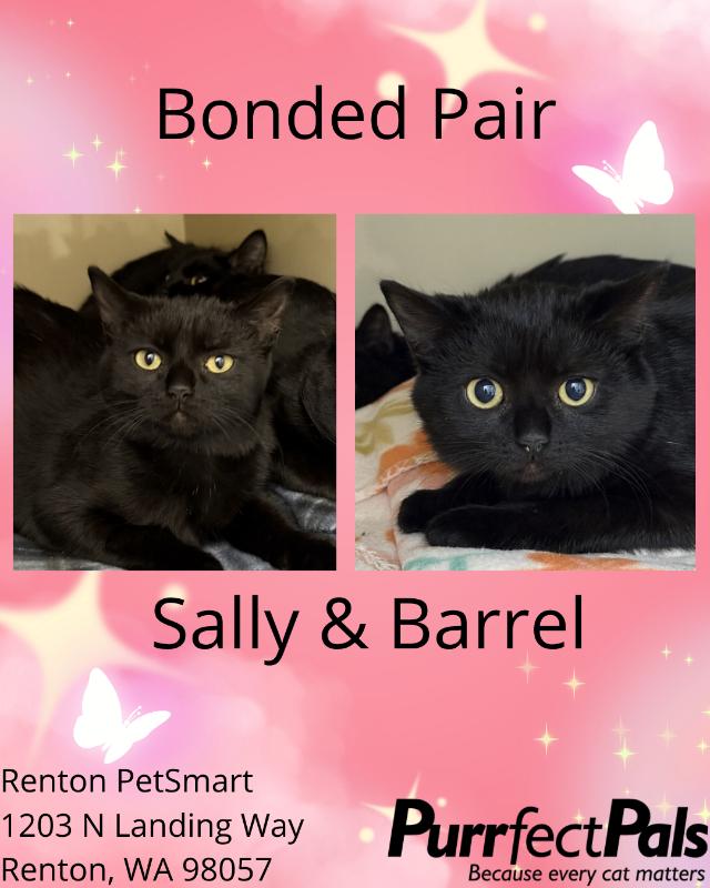 Barrel, a Adoptable Domestic Short Hair in Arlington, WA image 2/2