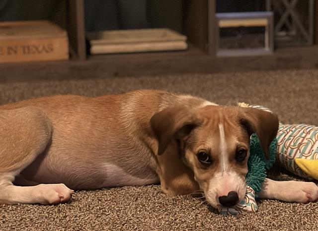 SANDY, Adoptable, Young Female Labrador Retriever.