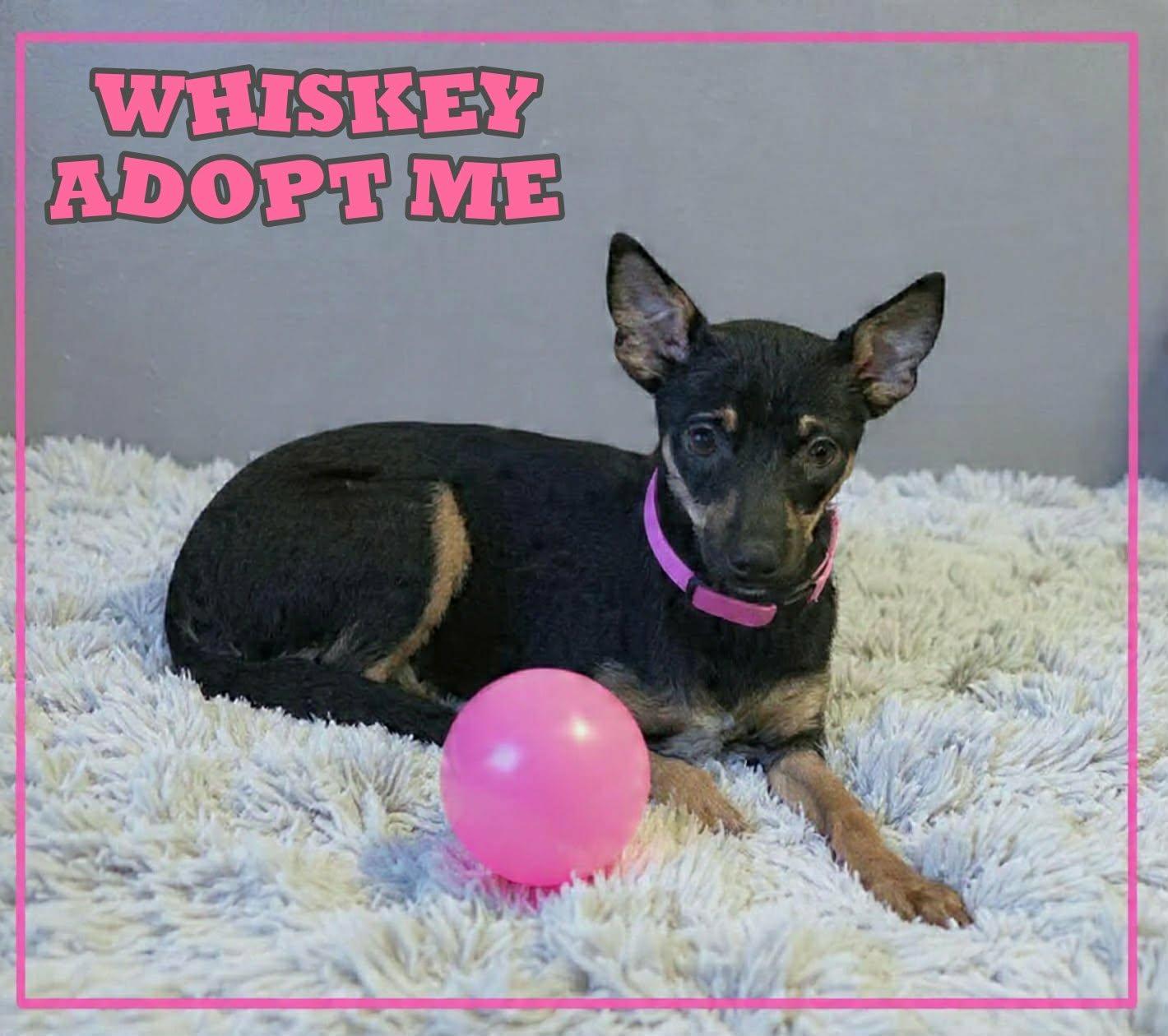 Enlarge Whiskey, a ADOPTABLE mixed breed in Grove, OK image 4/5