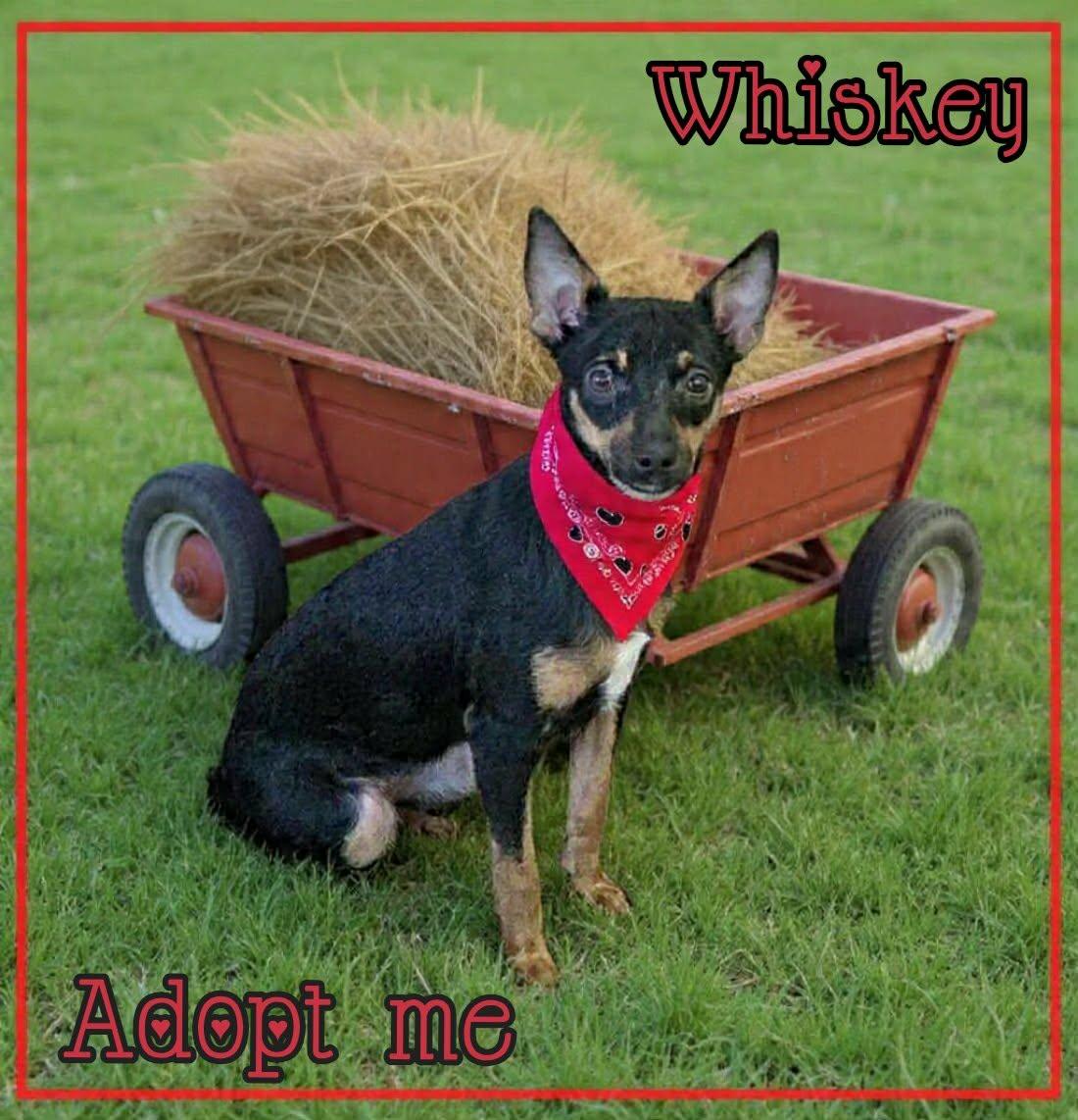 Enlarge Whiskey, a ADOPTABLE mixed breed in Grove, OK image 1/5