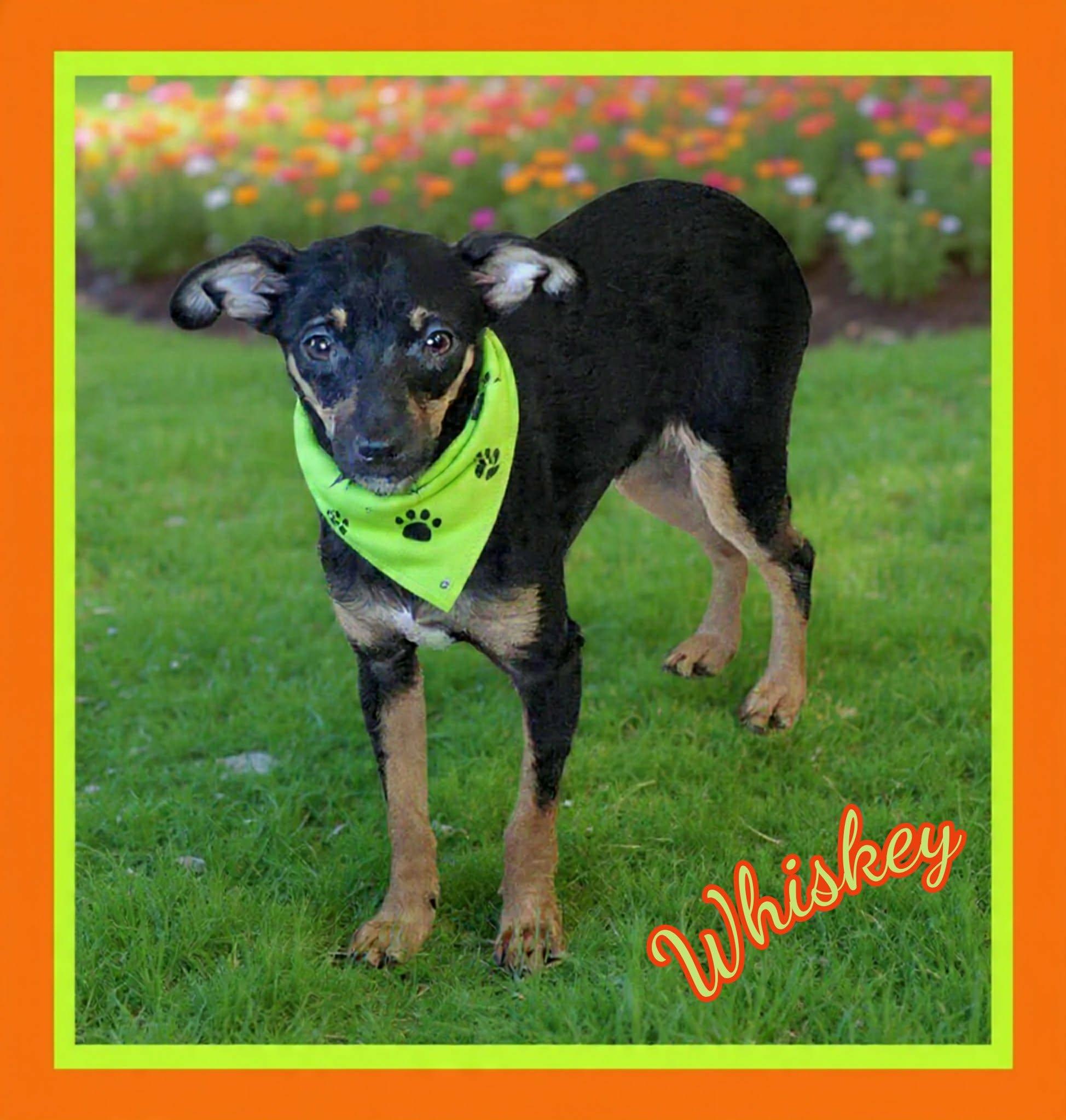 Enlarge Whiskey, a ADOPTABLE mixed breed in Grove, OK image 2/5